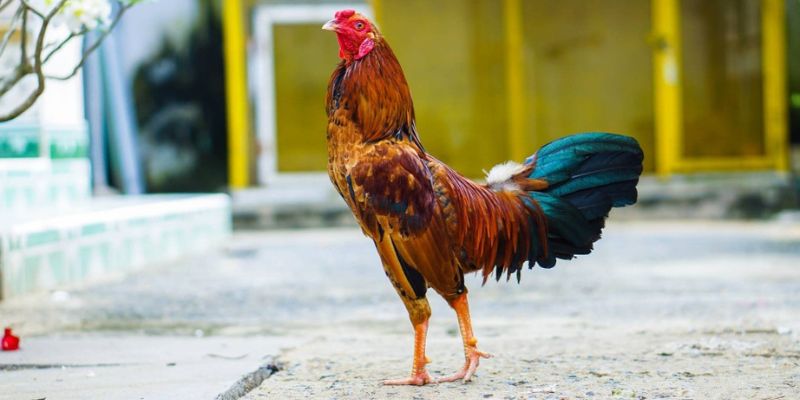 Sau thi đấu, chiến kê cần được chăm sóc 